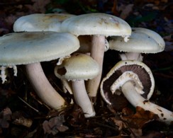 Agaricus arvensis Agaricus arvensis - Schafchampignon Schaeffer 1770 : Fr.1821