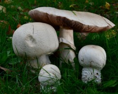 Agaricus urinascens Agaricus urinascens - Großsporiger Riesenchampignon (Jul. Schäff. & F.H. Møller) Singer 1951,