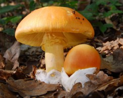 Amanita_caesarea Amanita caesarea - Kaiserling ( Scop.) Pers.
