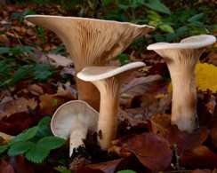 Infundibulicybe_geotropa Infundibulicybe geotropa - Mönchskopf (Bulliard ex DeCandolle) Harmaja