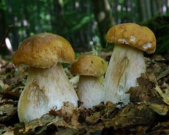 Boletus_edulis Boletus edulis - Fichtensteinpilz Bulliard 1781 : Fr.1821