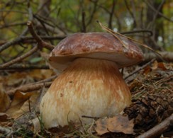 Boletus_pinophilus Boletus pinophilus - Kiefern Steinpilz Pilat et Dermek 1973