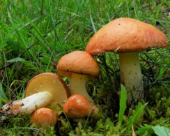 Suillus_granulatus Suillus granulatus - Körnchenröhrling (Linnaeus) Roussel