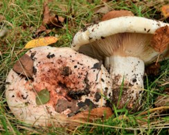 Lactarius_controversus Lactarius controversus - Rosascheckiger Milchling ( Fr.1815 : Fr.1821 ) Fr.1838