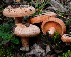 Lactarius_deliciosus Lactarius deliciosus - Edel Reizker ( L.1753 : Fr.1821 ) Gray 1821