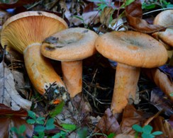 Lactarius_deterrimus Lactarius deterrimus - Fichtenreizker Gröger 1968